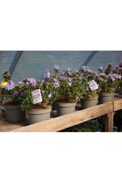 Рододендрон Блю Тіт Мажор - 3-5л/вис.25-30см/Ø15-20см